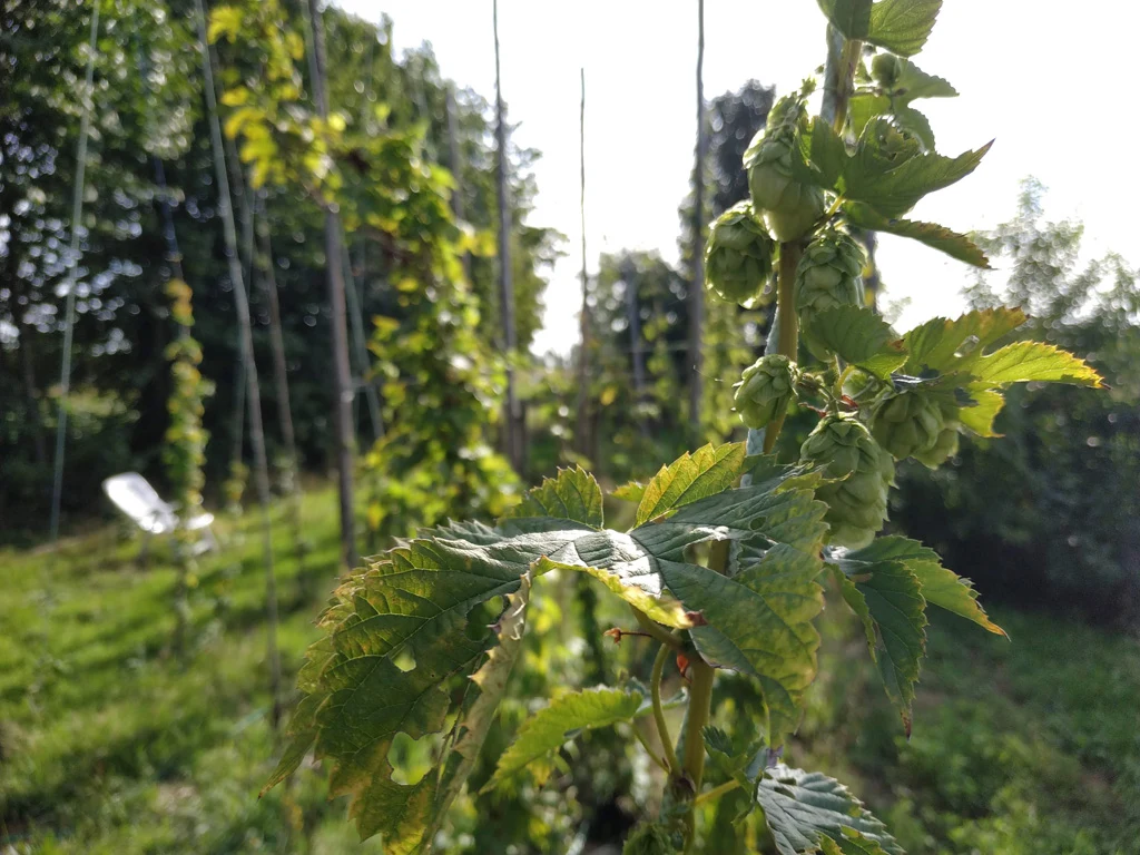 Houblon cultivé pour le projet Valduc